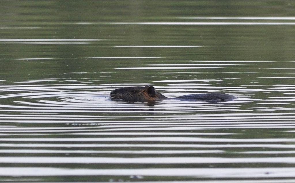 Nutria